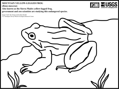 Mountain Yellow Legged Frog Coloring Page